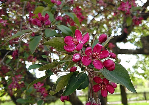 Цветение декоративной яблони
