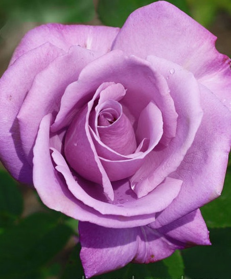 Троянда чайно-гібридна Парфум Ромео і Джульєта (Parfume de Romeo & Juliet)