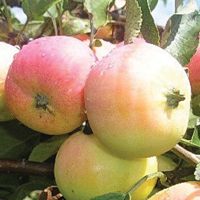 Яблуня домашня Пепінка золотиста (Pepinka zolotistaja)