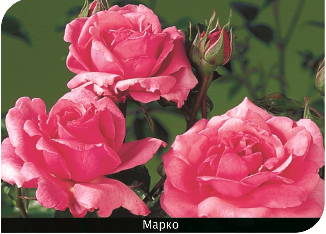 Троянда флорібунда Марко (Marco)