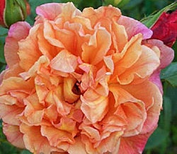 Роза плетистая Алоха (Aloha)
