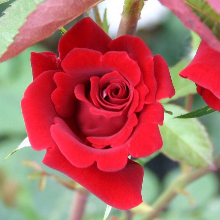Роза плетистая Мушимара (Mushimara)