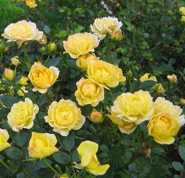 Роза почвопокровная Еллоу Фейри (Yellow Fairy)