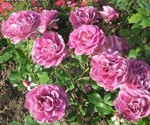 Троянда плетиста Віолет Парфум (Violet Parfumee)