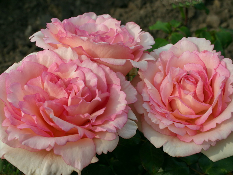Роза чайно-гибридная Сувенир де Баден-Баден (Souvenir de Baden-Baden)