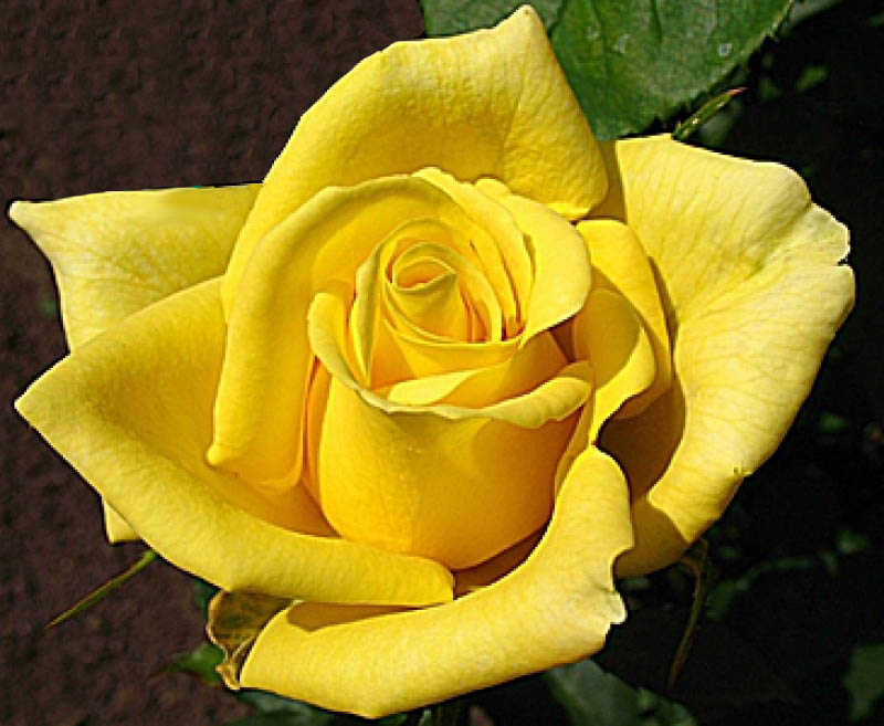 Роза чайно-гибридная Ландора (Landora)