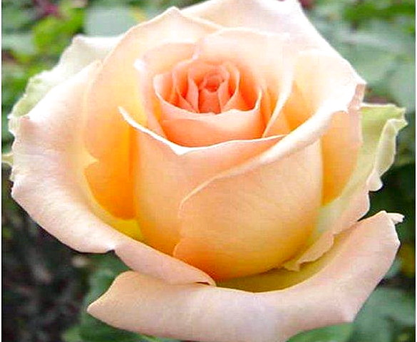 Троянда чайно-гібридна Версілія (Versilia)