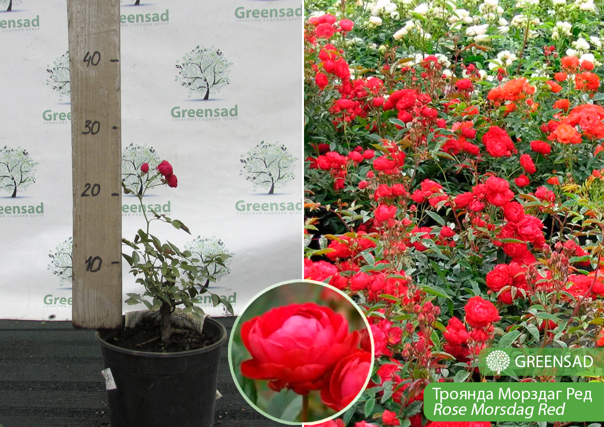 Троянда поліантова Морcдаг Ред (Morsdag Red)