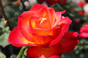 Троянда чайно-гібридна Ред Голд (Red Gold)