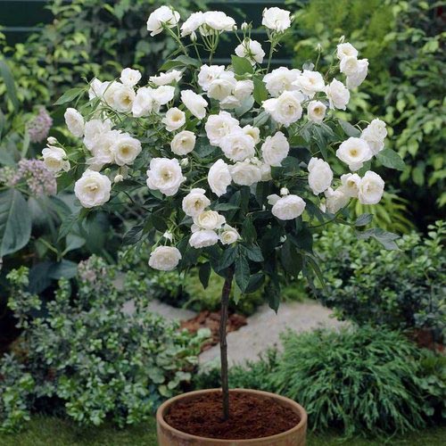 Троянда поліантова Уайт Фейрі (White Fairy)
