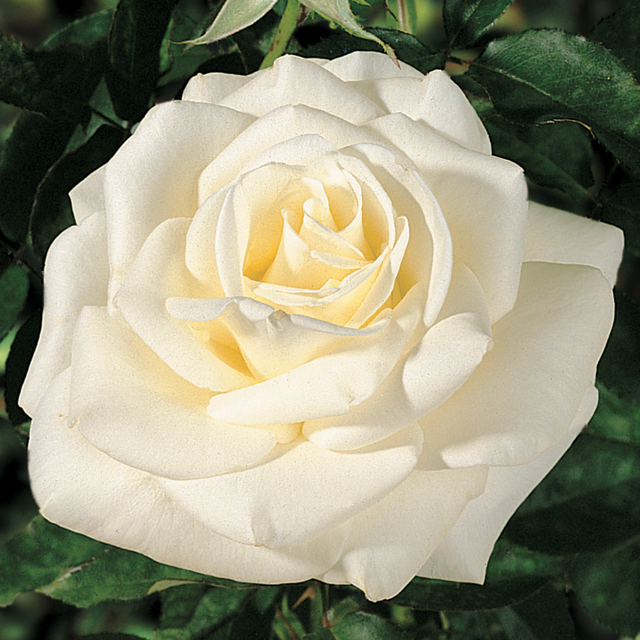 Троянда чайно-гібридна Дж.Ф. Кеннеді (J.F. Kennedy)