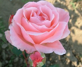 Роза чайно-гибридная Куин оф Ингланд (Queen of England)