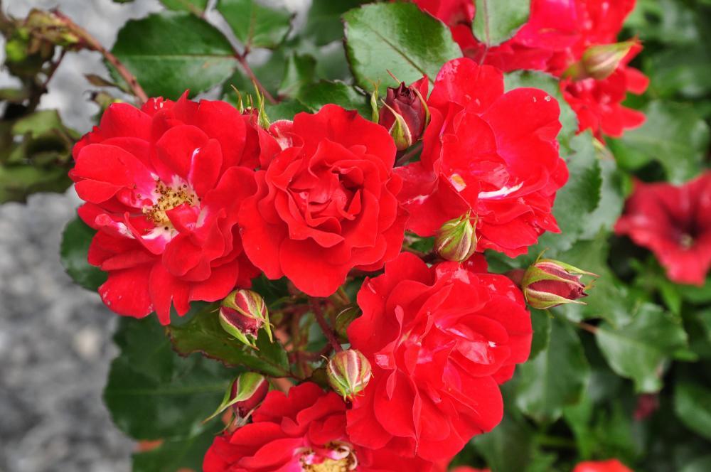 Роза флорибунда Ротилиа (Rotilia)