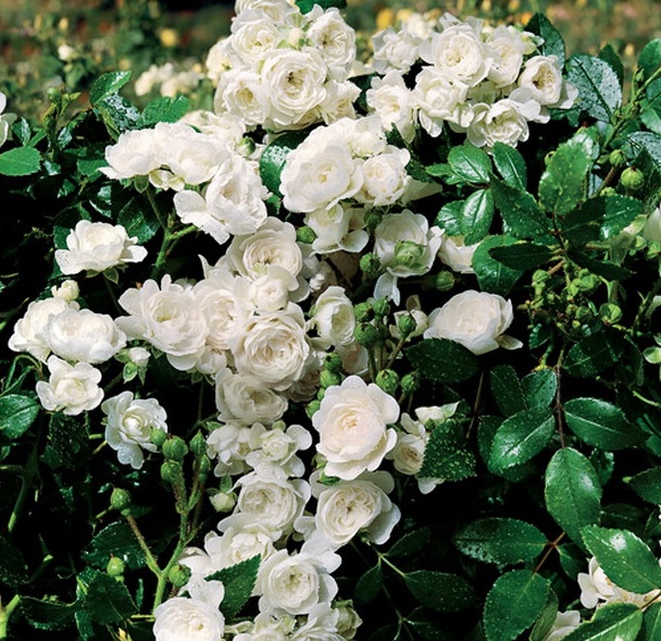 Троянда поліантова Уайт Фейрі (White Fairy)