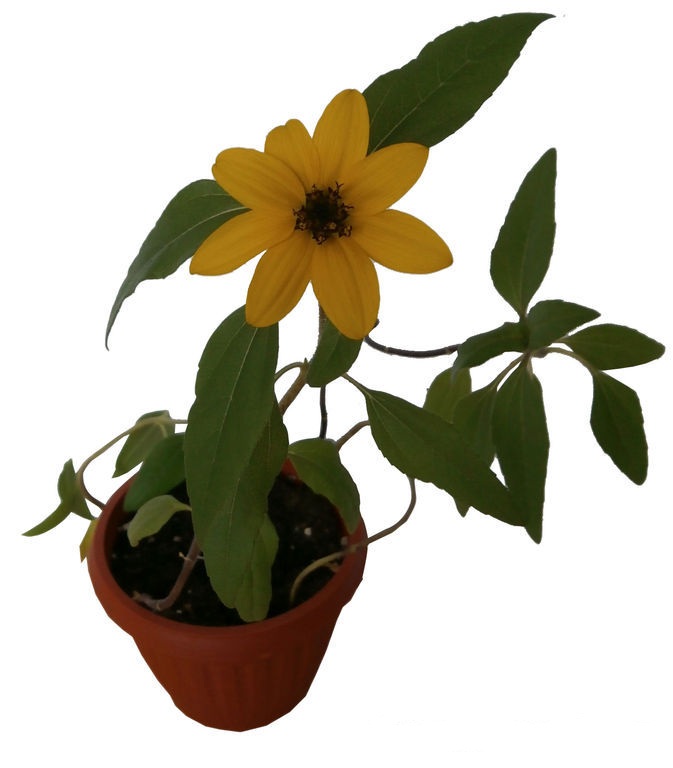 Домашний цветок «Подсолнух», 0,5 л