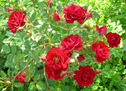 Троянда поліантова Ред Фейрі (Red Fairy)