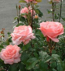 Роза чайно-гибридная Парфюм Париж (Parfume de Paris)