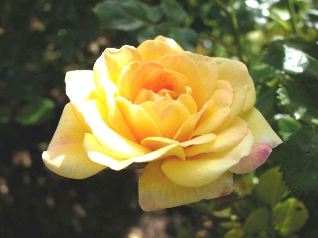 Троянда грунтопокривна Єлоу Фейрі (Yellow Fairy)