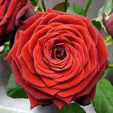 Роза чайно-гибридная Ред Наоми (Red Naomy)