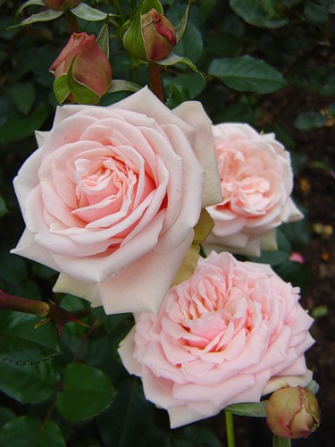 Роза чайно-гибридная Маджестик (Majestic)
