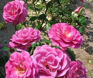 Троянда плетиста Віолет Парфум (Violet Parfumee)