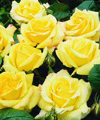 Троянда чайно-гібридна Парфум Заздрість (Parfume de Envy)