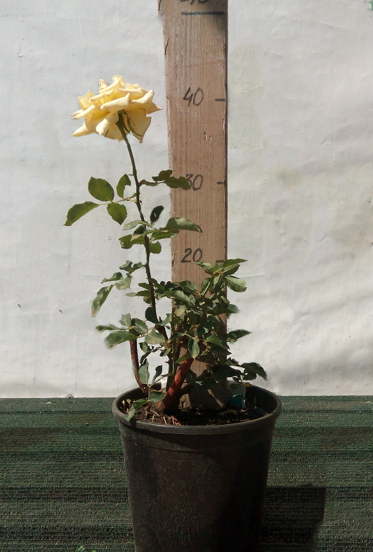 Троянда чайно-гібридна Дж.Ф. Кеннеді (J.F. Kennedy)