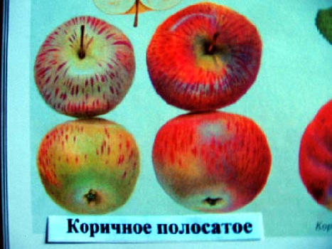 Яблоня домашняя Коричное полосатое (Korichnoe Polosatoe)