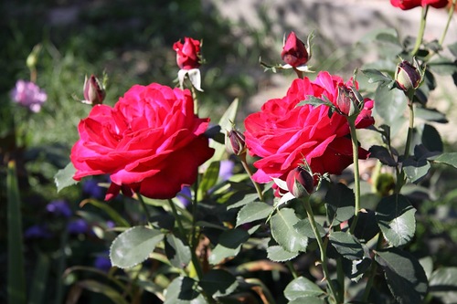 Роза чайно-гибридная Дам де Кёр (Dame de Couer)