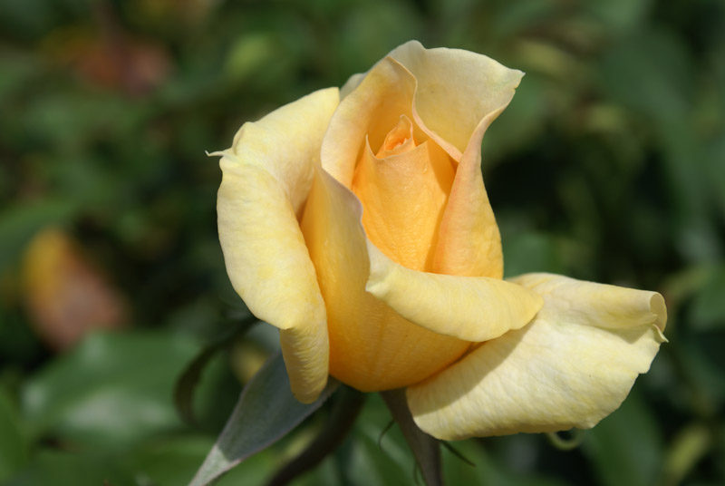 Троянда чайно-гібридна Казанова (Casanova)