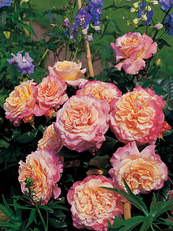 Троянда чайно-гібридна Августа Луїза (Augusta Luise)