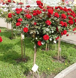 Роза миниатюрная Оптима Ред (Optima Red)