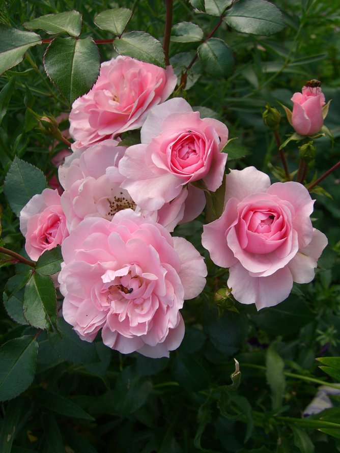 Троянда поліантова Боніка (Bonica)