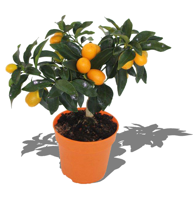 Цитрус Кумкват (Kumquat). 40 см