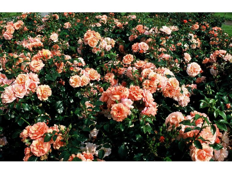 Роза флорибунда Априкола (Aprikola)