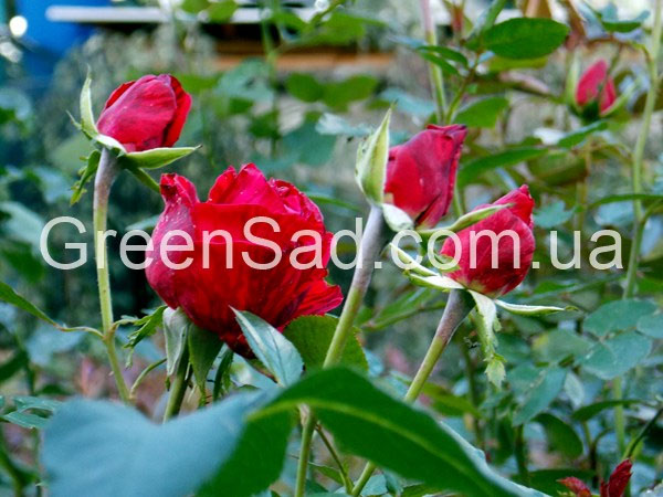 Троянда чайно-гібридна Ред Інтуішн(Red Intuition)