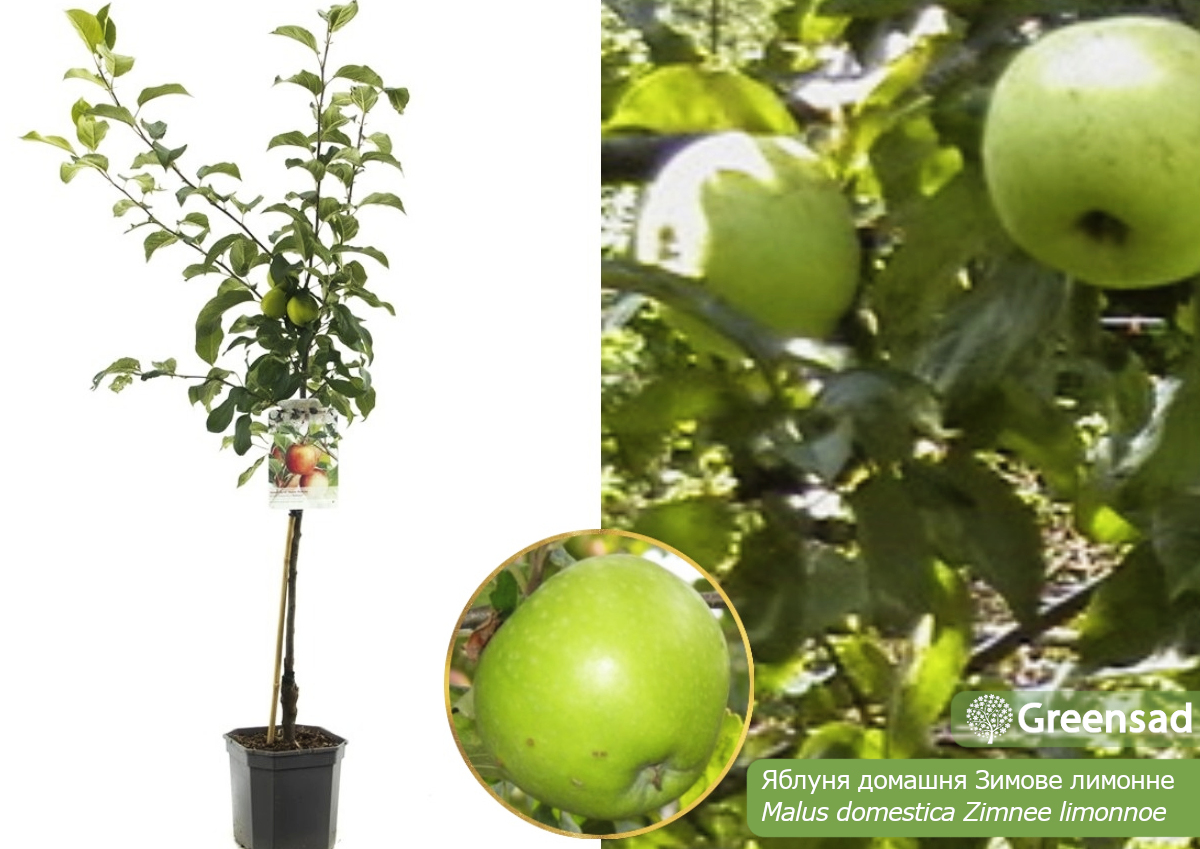 Яблоня домашняя Зимнее лимонное (Zimnee limonnoe)