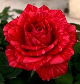 Троянда чайно-гібридна Ред Інтуішн(Red Intuition)