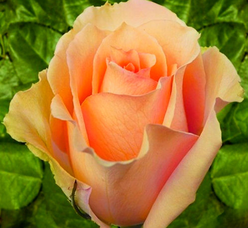 Троянда чайно-гібридна Версілія (Versilia)