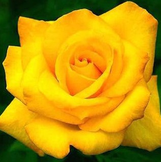 Роза чайно-гибридная Парфум Зависть (Parfume de Envy)