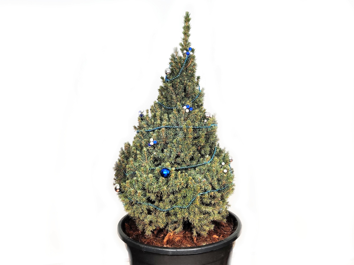 Новогодняя елка - Ель канадская Коника Синяя / высота 80-100 