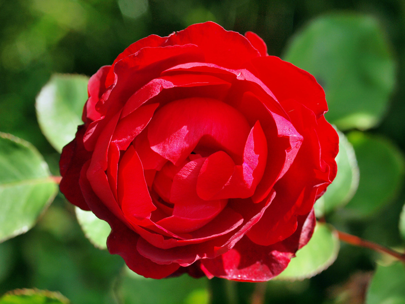 Троянда поліантова Лілі Марлен (Lilli Marleen)