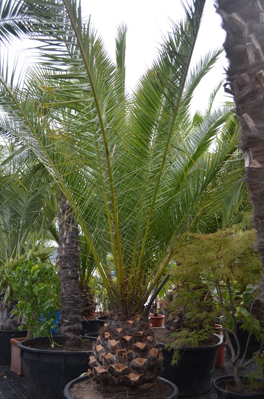 Фінікова пальма канарська