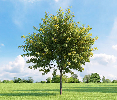 Клен ясенелистный (Acer negundo) имеет множество декоративных сортов