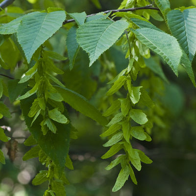 Листья и сережки каролинского граба (Carpinus caroliniana)