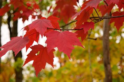 Листья красного клена (Acer rubrum)