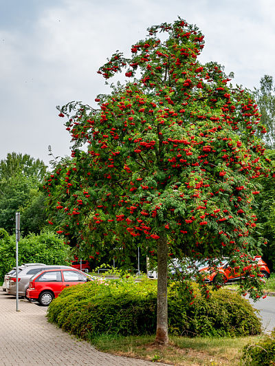 Рябина обыкновенная (Sorbus aucuparia) имеет прекрасный декоративный вид