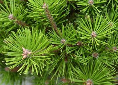 Хвоя сосны густоцветной (Pinus densiflora) имеет приятный аромат