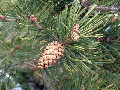 Шишки и хвоя сосны обыкновенной (Pinus sylvestris)