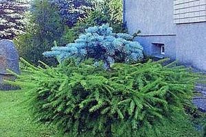 Прививка ели фото